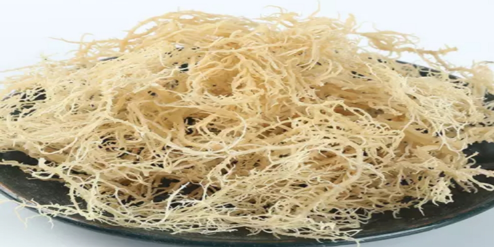What Are The Health Benefits of Sea Moss